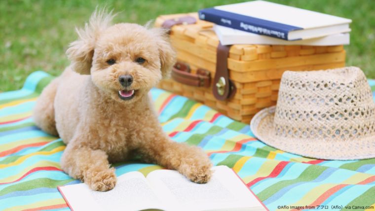 A dog on a blanket with an open book